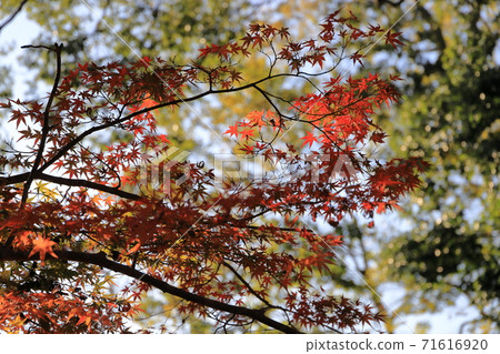Autumn leaves Autumn leaves 71616920