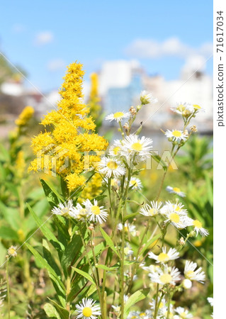 Seiitokawadassi Seiitokawadassi 71617034