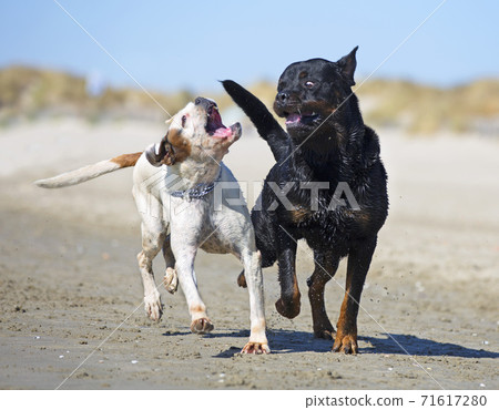 fighting dogs on the beach 71617280