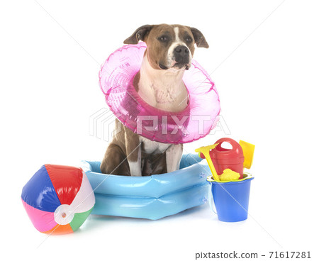 american staffordshire terrier in holidays 71617281