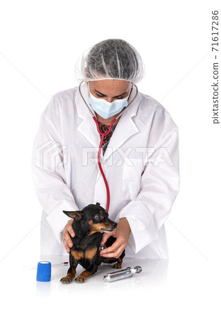 pinscher and vet pinscher and vet 71617286