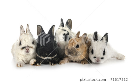 rex rabbits in studio rex rabbits in studio 71617312