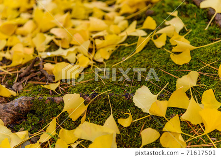 Ginkgo yellow leaves fallen leaves Ginkgo yellow leaves fallen leaves 71617501