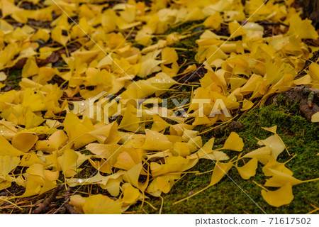 Ginkgo yellow leaves fallen leaves Ginkgo yellow leaves fallen leaves 71617502