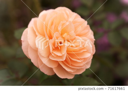 Coral pink rose Coral pink rose 71617661