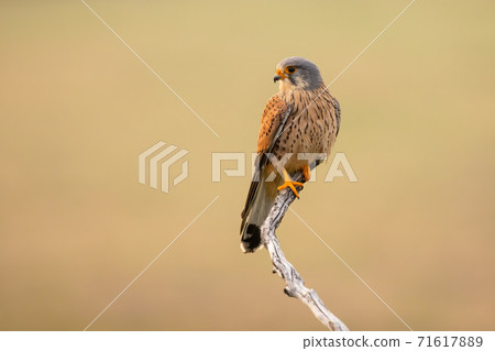 Male common kestrel sitting on branch in spring nature. Male common kestrel sitting on branch in spring nature. 71617889