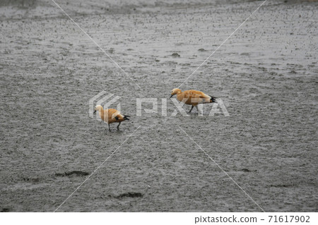 京畿道始興市始興潮汐生態園 京畿道始興市始興潮汐生態園 71617902