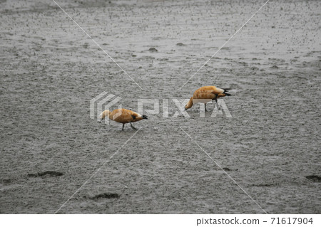 京畿道始興市始興潮汐生態園 京畿道始興市始興潮汐生態園 71617904