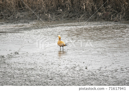 Siheung Tidal-Ecological Park, Siheung City, Gyeonggi-do 71617941