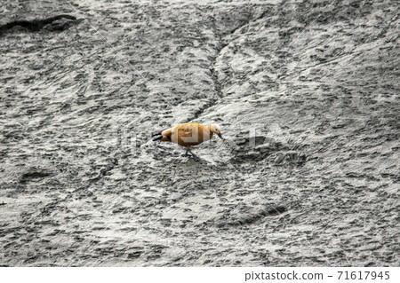 Siheung Tidal-Ecological Park, Siheung City, Gyeonggi-do 71617945