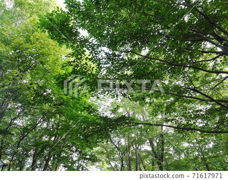 夏天的樹木 夏天的樹木 71617971