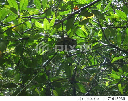 Encounter a snake in Mangrove, Bintan Island, Indonesia Encounter a snake in Mangrove, Bintan Island, Indonesia 71617986