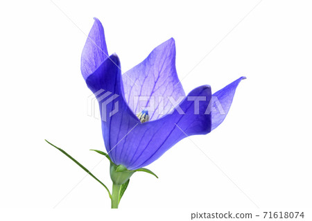 桔梗花在秋天的七種草藥之一(固定照片) 桔梗花在秋天的七種草藥之一(固定照片) 71618074