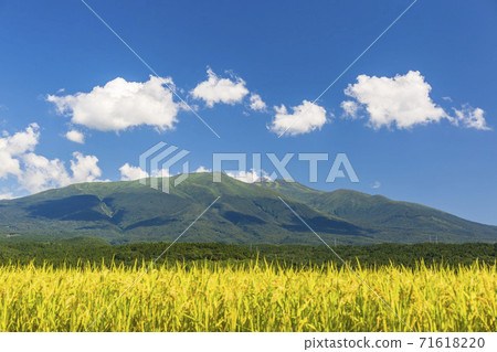 Mt. Chokai in autumn and rice on the verge of harvest Yuza Town, Yamagata Prefecture 71618220