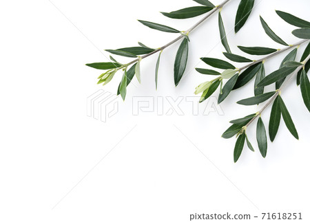 Olive leaves 71618251