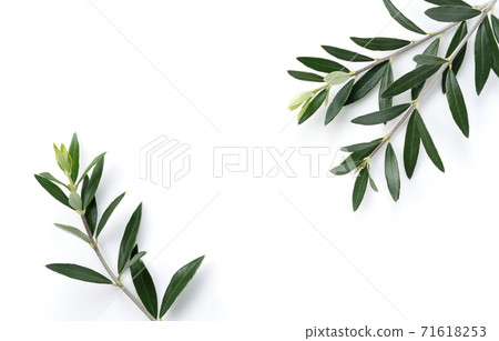 Olive leaves Olive leaves 71618253