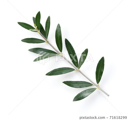Olive leaves 71618299