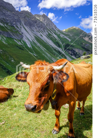 Cows in alpine pasture, Pralognan la Vanoise, French Alps 71618316
