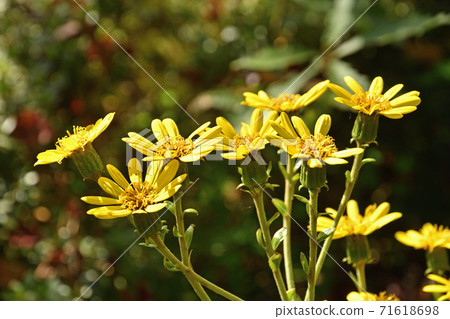 Plant: Tsuwakobikikikiku 71618698