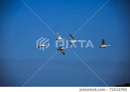 天鵝豆天鵝的飛行 天鵝豆天鵝的飛行 71618760