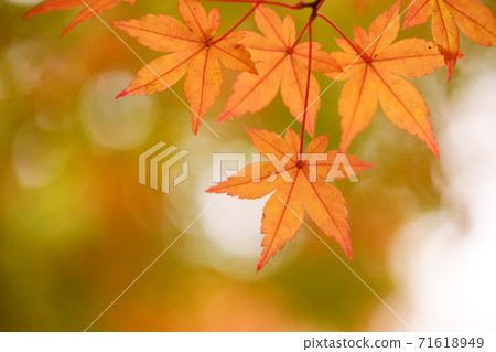 Illusion of yellow leaves 2 Illusion of yellow leaves 2 71618949