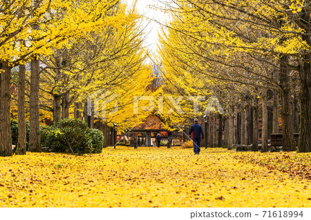 A row of ginkgo trees in Yamagata Prefectural Sports Park, a carpet of fallen leaves, Tendo City, Yamagata Prefecture 71618994