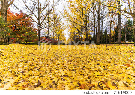 A row of ginkgo trees in Yamagata Prefectural Sports Park, a carpet of fallen leaves, Tendo City, Yamagata Prefecture 71619009