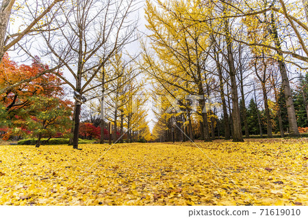 A row of ginkgo trees in Yamagata Prefectural Sports Park, a carpet of fallen leaves, Tendo City, Yamagata Prefecture 71619010