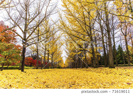 山形縣天童市山形縣立運動公園的一排回音樹，一片落葉 71619011