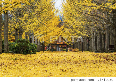 山形縣天童市山形縣立運動公園的一排回音樹，一片落葉 71619030
