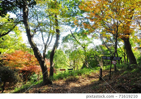 Atsugi City, Kanagawa Prefecture Iiyama Hakusan Forest Park Maple Spot Sakurayama and North Gate Branch Autumn Leaves 71619210