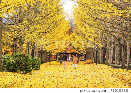 A row of ginkgo trees in Yamagata Prefectural Sports Park, back view of a woman, Tendo City, Yamagata Prefecture A row of ginkgo trees in Yamagata Prefectural Sports Park, back view of a woman, Tendo City, Yamagata Prefecture 71619586