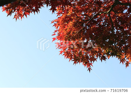 藍藍的天空和紅色的秋天的樹葉 71619706