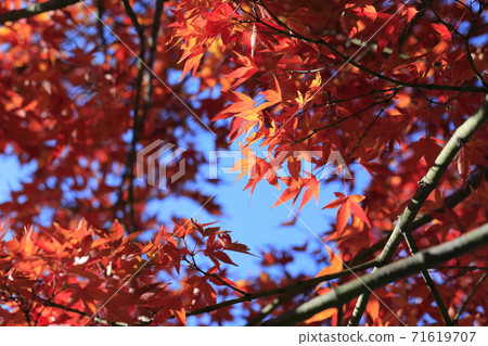 藍藍的天空和紅色的秋天的樹葉 71619707
