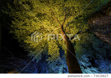 Illuminated autumn leaves Castle Tower Nature Park Taihaku-ku, Sendai 71619827