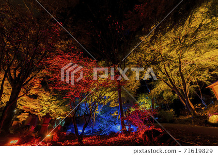 Illuminated autumn leaves Castle Tower Nature Park Taihaku-ku, Sendai Illuminated autumn leaves Castle Tower Nature Park Taihaku-ku, Sendai 71619829