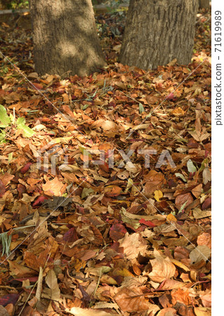 Autumn leaves of trees Autumn leaves of trees 71619989