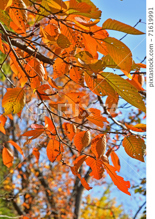 樹秋葉 71619991
