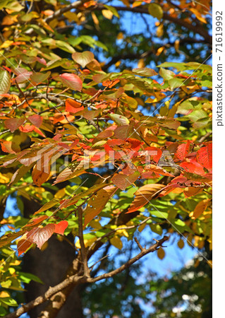 Autumn leaves of trees 71619992