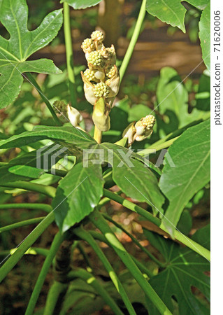 Tree: Yatsudakuidae 71620006
