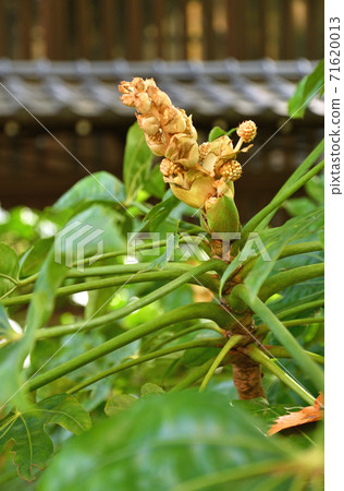 樹:Yatsudakuidae 樹:Yatsudakuidae 71620013