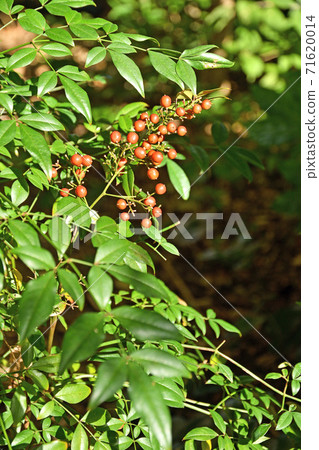 樹:南天惠 樹:南天惠 71620014