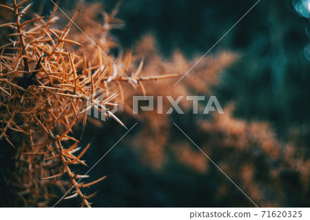 Close-up of the spines on a branch of an ulex europaeus plant 71620325