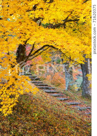 黃色的楓樹和石頭樓梯日本秋天的形像日本風格的形象 71620375