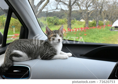 Go out by car with a kitten! Sakura Furusato Square Go out by car with a kitten! Sakura Furusato Square 71620753