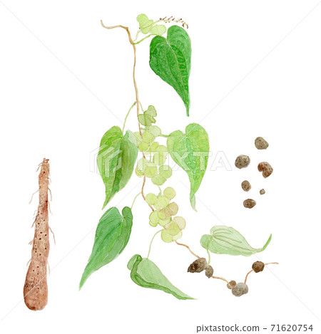 薯山農(Mukagoto Jinenjo) 薯山農(Mukagoto Jinenjo) 71620754