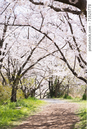 Spring Senri Kita Park 71620778
