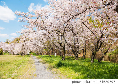 Spring Senri Kita Park 71620797
