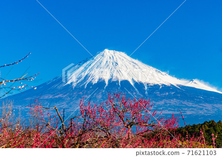 （靜岡縣）岩本山公園和富士山的李子 71621103