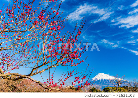 (Shizuoka Prefecture) Plums of Iwamotoyama Park and Mt. Fuji (Shizuoka Prefecture) Plums of Iwamotoyama Park and Mt. Fuji 71621108